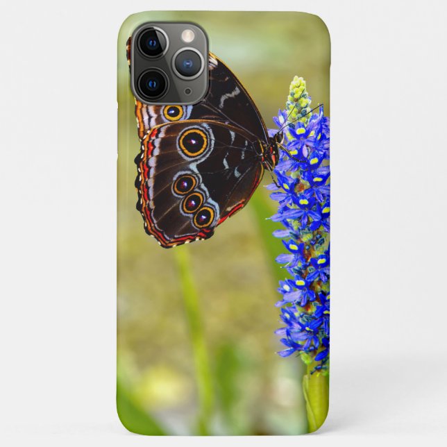 Coques Case-Mate iPhone Papillon morpho bleu sur une orchidée de marais (Dos)