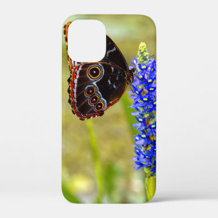 Case-Mate iPhone Case Papillon morpho bleu sur une orchidée de marais