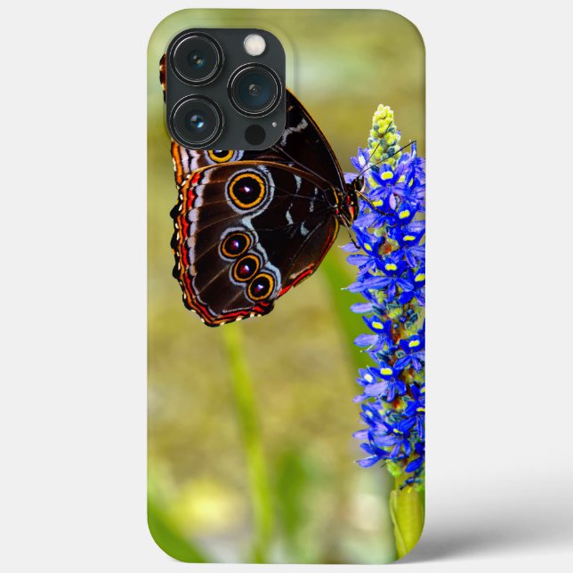 Coques Case-Mate iPhone Papillon morpho bleu sur une orchidée de marais (Verso)