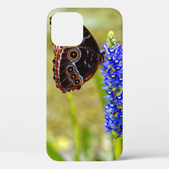 Coques Case-Mate iPhone Papillon morpho bleu sur une orchidée de marais (Verso)
