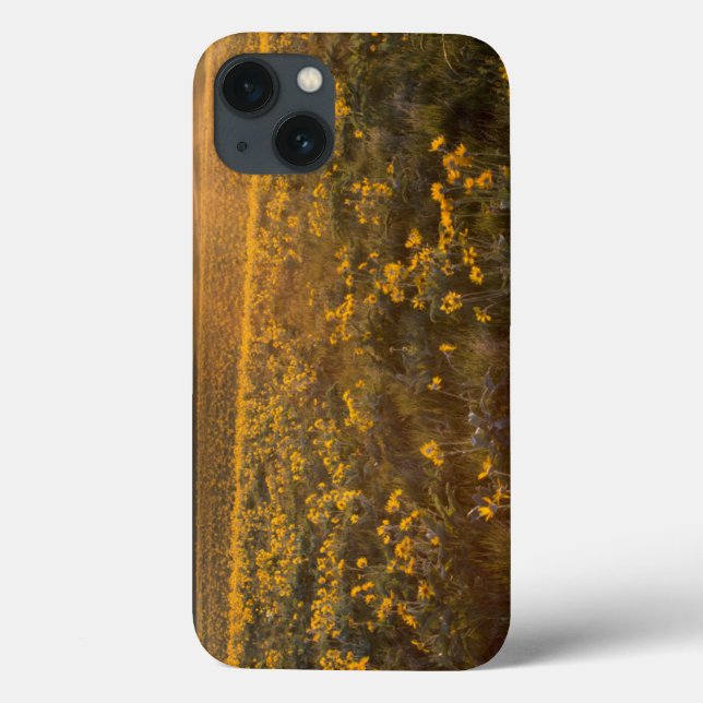 Coques Case-Mate iPhone Parterre de fleurs sauvages de Balsamroot à feuill (Verso)
