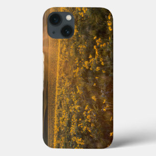 Coques Pour iPhone Parterre de fleurs sauvages de Balsamroot à feuill