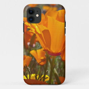 Coques Pour iPhone Pavots de Californie oranges lumineux