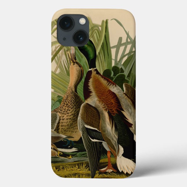 Coques Case-Mate iPhone Peinture d'oiseaux de Mallard Duck Audubon (Verso)