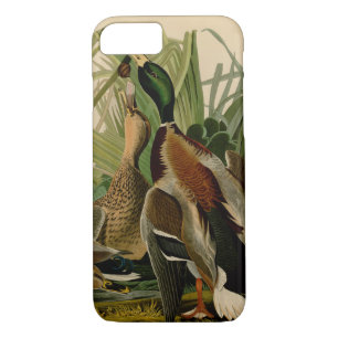 Coque iPhone 8/7 Peinture d'oiseaux de Mallard Duck Audubon