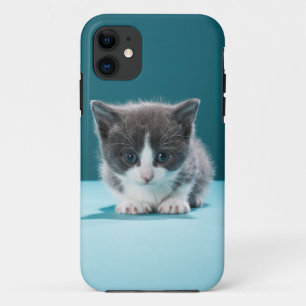 Coque iPhone 11 Petit chaton