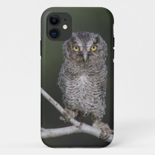 Etui iPhone Case-Mate Petit-duc de l'Est, Megascops asio, Otus 2