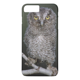 Coque Case-Mate iPhone Petit-duc de l'Est, Megascops asio, Otus 2