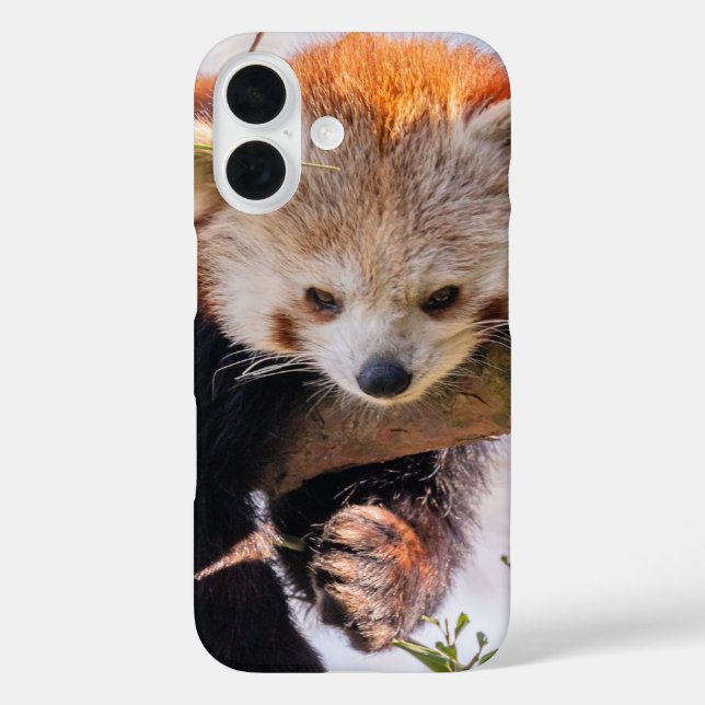 Coques Case-Mate iPhone Petit panda rouge pâle (Verso)