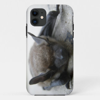 Coque Case-Mate Pour iPhone Petite chauve-souris brune (Myotis lucifugus)