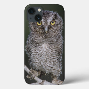 Coque Case-Mate iPhone Petite Nyctale, Megascops asio, Otus 2