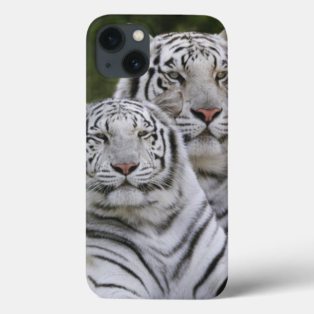 Coques Case-Mate iPhone Phase blanche, Tigre du Bengale, Tigris (Verso)