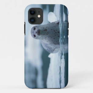 Coque Case-Mate iPhone phoque commun du pacifique, Phoca vitulina richard