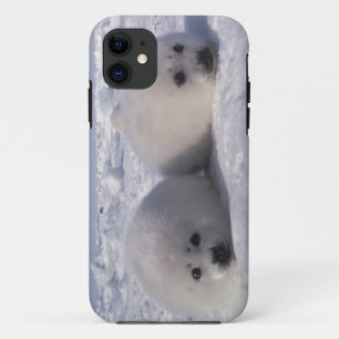 Etui iPhone Case-Mate Phoque du Groenland (Phoca groenlandica) Jeunes ph