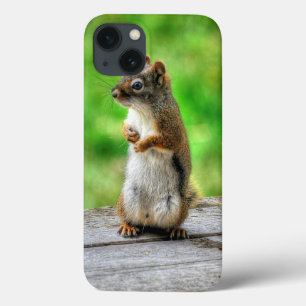 iPhone 13 Case Photo de la faune de Young Homme Squirel Standing