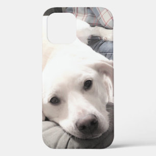 Case-Mate iPhone Case Photo de mignon chien fatigué avec papa sur canapé