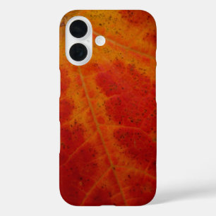 Coques iPhone 16 Photographie abstraite de la feuille d'érable roug