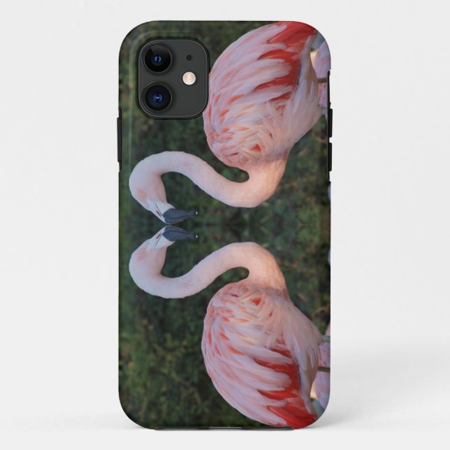 Coques Case-Mate iPhone Photographie de baiser mignonne de Flamant rose (Dos)