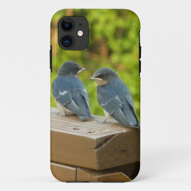 Coques Case-Mate iPhone Photographie de bébé hirondelles de cheminée dans  (Dos)