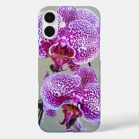 Photographie de gros plan d'orchidée violette pana