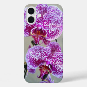 Coque Pour iPhone 16 Plus Photographie de gros plan d'orchidée violette pana