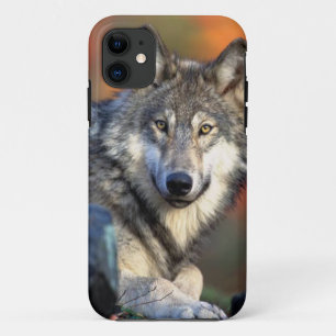 Coques Pour iPhone Photographie de loup