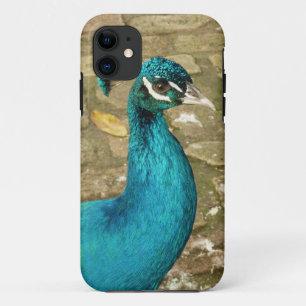 Coque Case-Mate Pour iPhone Photographie de nature de paon magnifique