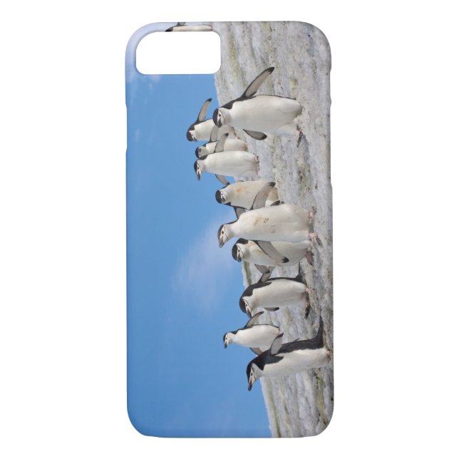 Coques Case-Mate iPhone Pingouins | Pygoscelis Antarctique (Dos)