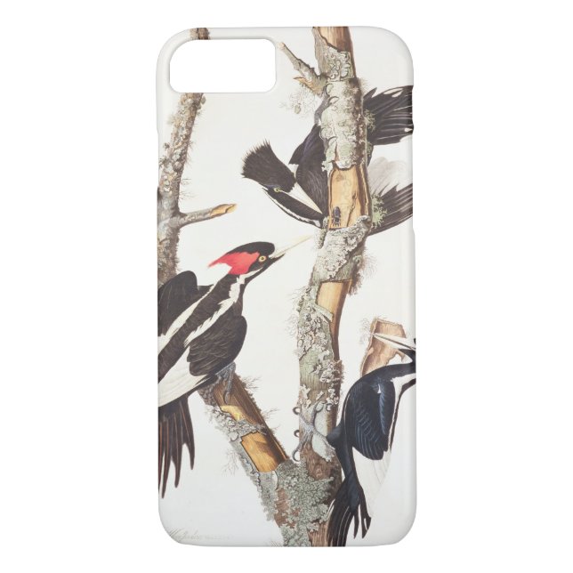 Coques Case-Mate iPhone pivert Ivoire-affiché, 1829, () (Dos)