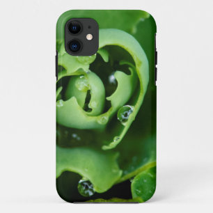 Coque iPhone 11 Plante grasse en gros plan avec des gouttelettes d