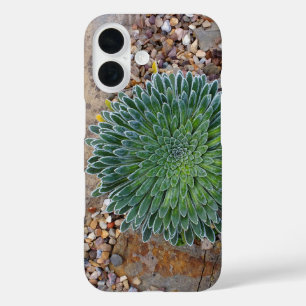 Coque Pour iPhone 16 plante succulente du désert