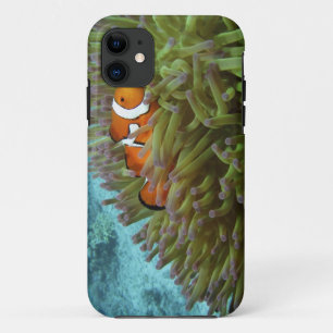 Coque Case-Mate iPhone Poisson clown ( Amphiprion ocellaris )