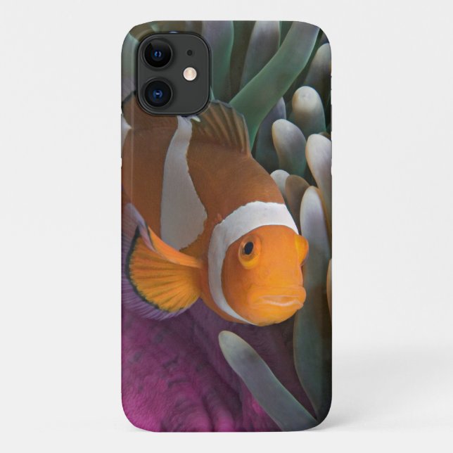 Coques Case-Mate iPhone Poisson clown occidental (Dos)