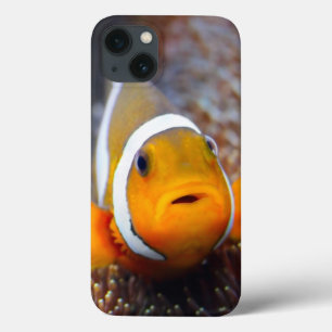 Etui iPhone 13 Poissons tropicaux de récif - Clownfish