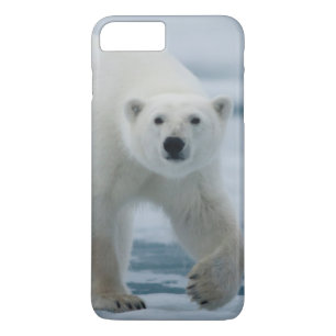 Case-Mate iPhone Case Polar Bear, Ursus Maritimus, Adult