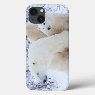 Coque Case-Mate iPhone Polar Bears and Two cubs