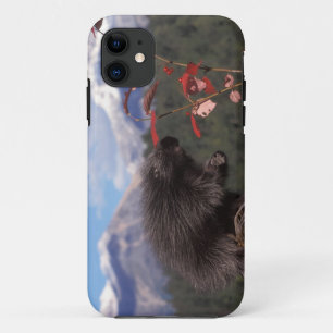 Coques Pour iPhone Porcupine commun qui se nourrit de la canneberge à