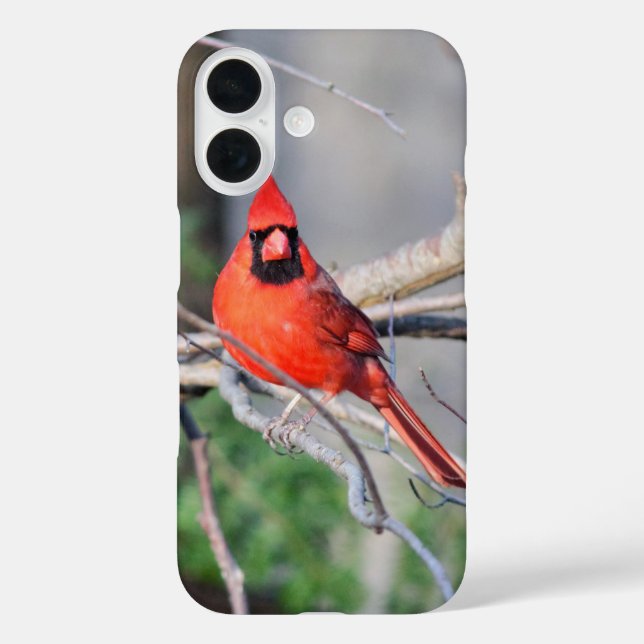 Coques Case-Mate iPhone Portrait cardinal rouge (Verso)