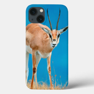 iPhone 13 Coque Portrait de brebis de la gazelle de Grant (Gazella