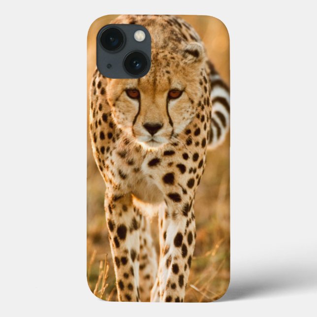 Coques Case-Mate iPhone Portrait de guépard (Acinonyx Jubatus), Maasai (Verso)