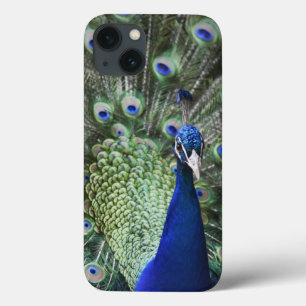 Coques Pour iPhone Portrait de paon avec des plumes