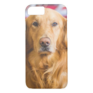 Coques Pour iPhone Portrait du chien Golden Retriever