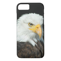 Portrait Majestic Bald Eagle