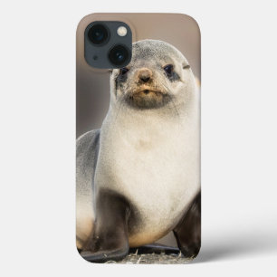 Case-Mate iPhone Case Portrait of Seal Pup on the Beach
