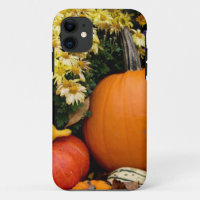 Présentation colorée de citrouilles décoratives d'