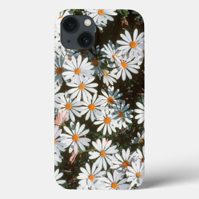 Coques Case-Mate iPhone Profusion Of White Daises (Asteraceae) (Verso)
