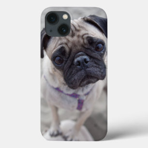 Case-Mate iPhone Case Pug Closeup