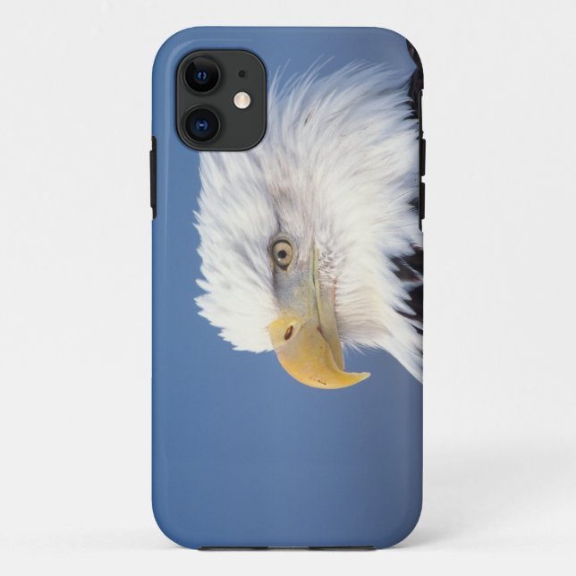 Coques Case-Mate iPhone pygargue à tête blanche, Haliaeetus leuccocephalus (Dos)