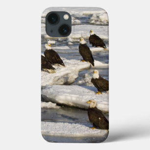 Coques Pour iPhone Pygargue à tête blanche, Haliaeetus leucocephalus,