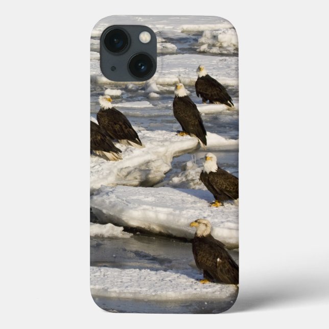 Coques Case-Mate iPhone Pygargue à tête blanche, Haliaeetus leucocephalus, (Verso)